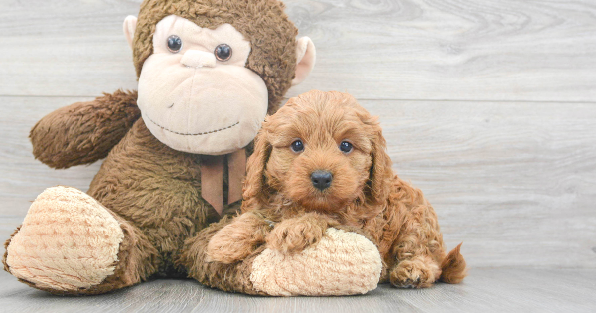 Fluffy Cavapoo Martini: 4lb 2oz Doodle Puppy