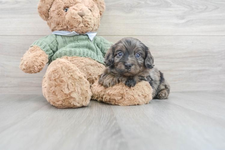 Energetic Cavoodle Poodle Mix Puppy