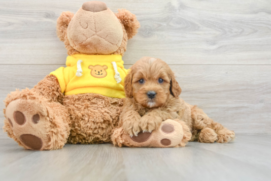 Cavapoo Pup Being Cute