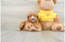 Cavapoo Pup Being Cute