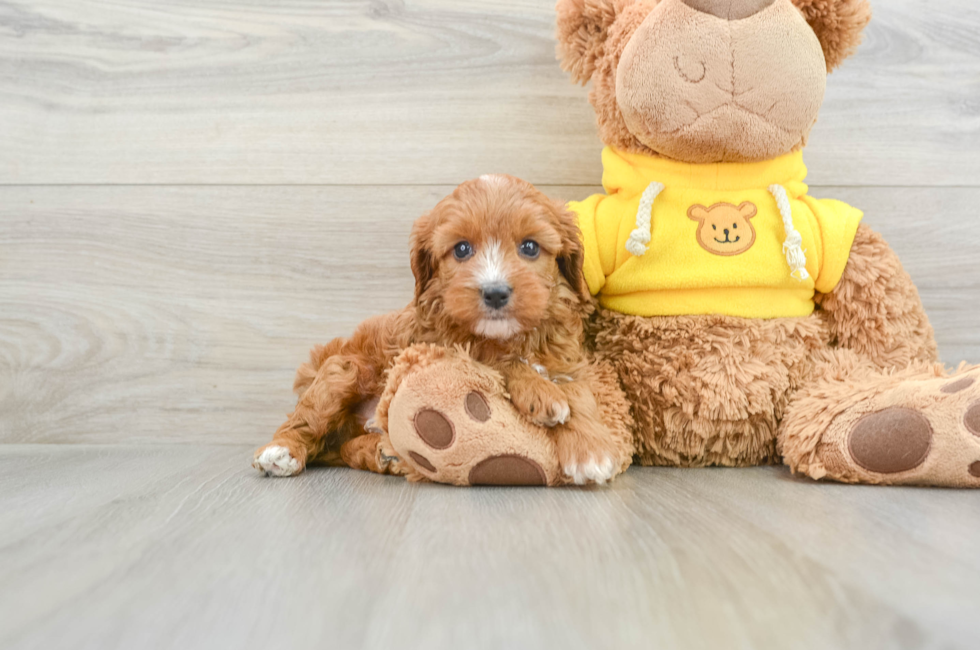 7 week old Cavapoo Puppy For Sale - Premier Pups