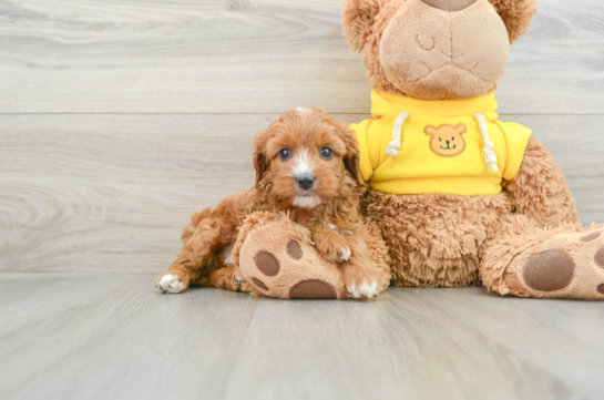 Cavapoo Pup Being Cute