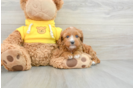 Cavapoo Pup Being Cute