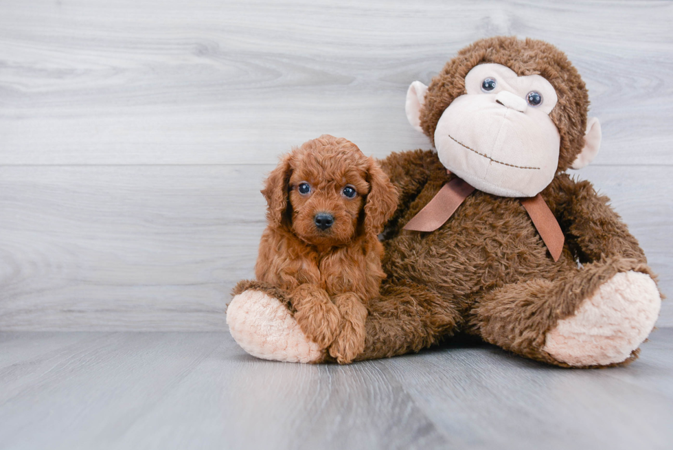 Cavapoo Puppy for Adoption