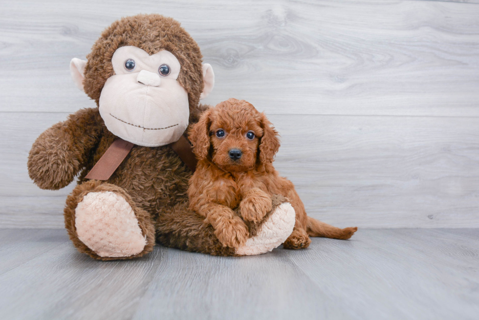 Cavapoo Pup Being Cute