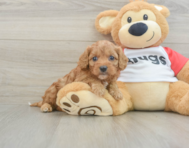 7 week old Cavapoo Puppy For Sale - Premier Pups