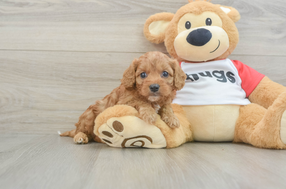 6 week old Cavapoo Puppy For Sale - Premier Pups