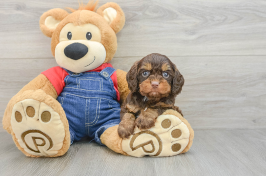 Fluffy Cavapoo Poodle Mix Pup