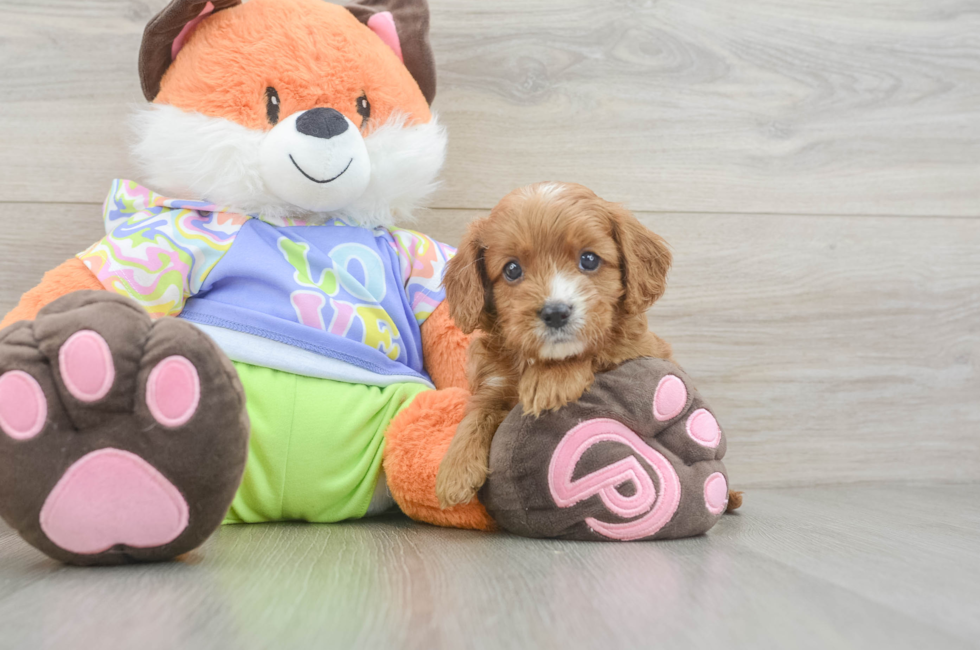 5 week old Cavapoo Puppy For Sale - Premier Pups