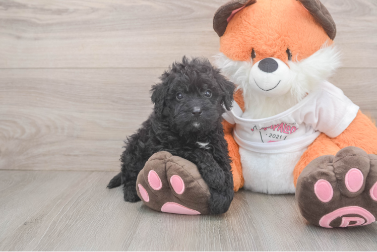 Best Cavapoo Baby