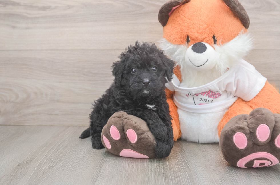 5 week old Cavapoo Puppy For Sale - Premier Pups