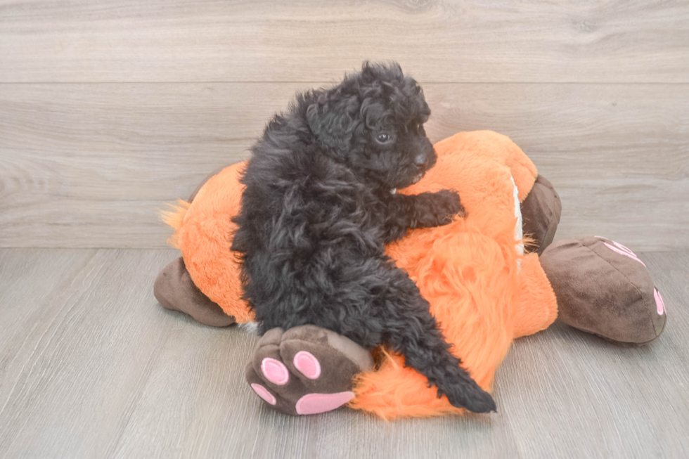 Adorable Cavalier King Charles Spaniel and Poodle Mix Poodle Mix Puppy