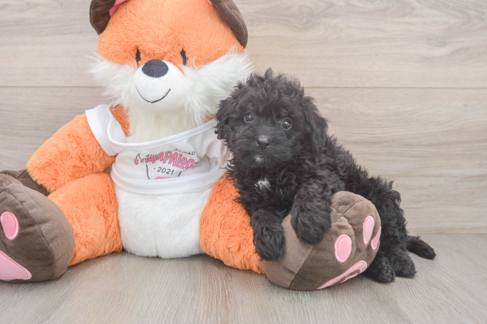 Cavapoo Puppy for Adoption