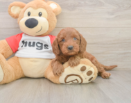 7 week old Cavapoo Puppy For Sale - Premier Pups