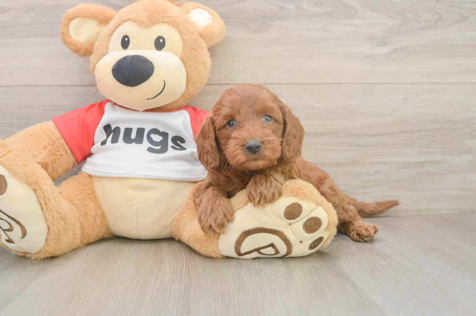 5 week old Cavapoo Puppy For Sale - Premier Pups
