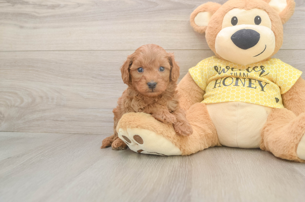 5 week old Cavapoo Puppy For Sale - Premier Pups