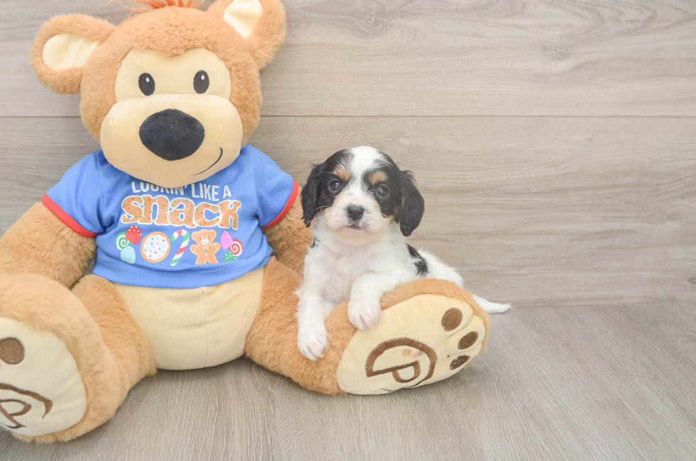 5 week old Cavapoo Puppy For Sale - Premier Pups