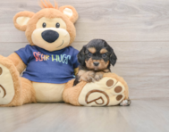 8 week old Cavapoo Puppy For Sale - Premier Pups