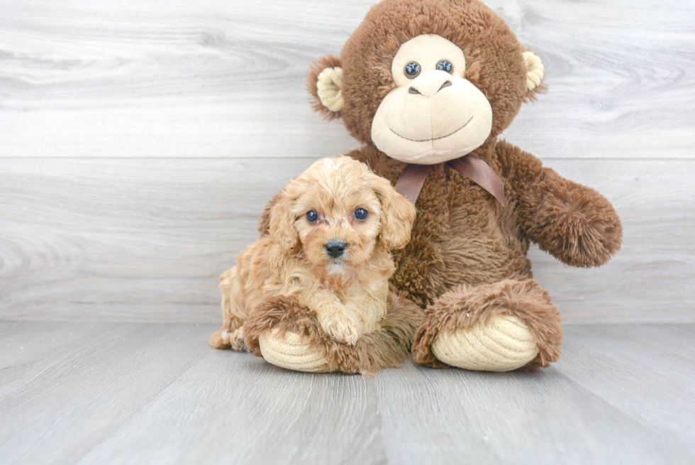 Cavapoo Pup Being Cute