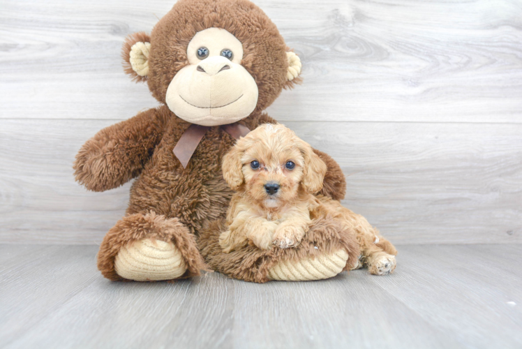 Cavapoo Puppy for Adoption