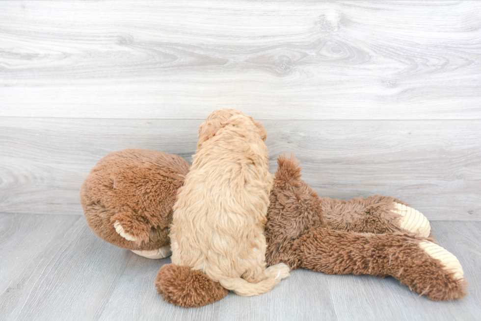 Playful Cavoodle Poodle Mix Puppy