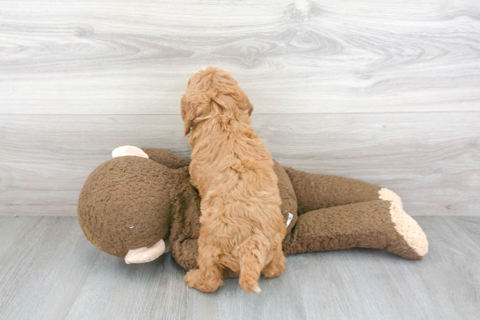 Petite Cavapoo Poodle Mix Pup