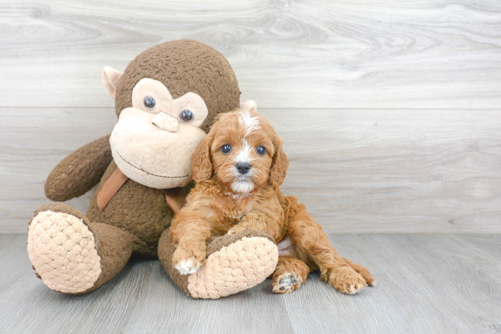 Cavapoo Puppy for Adoption