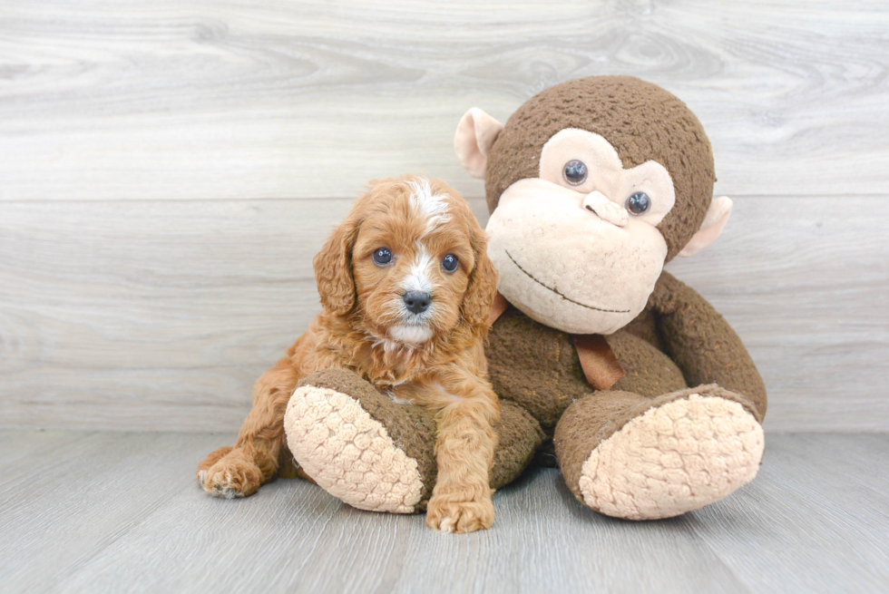 Hypoallergenic Cavoodle Poodle Mix Puppy