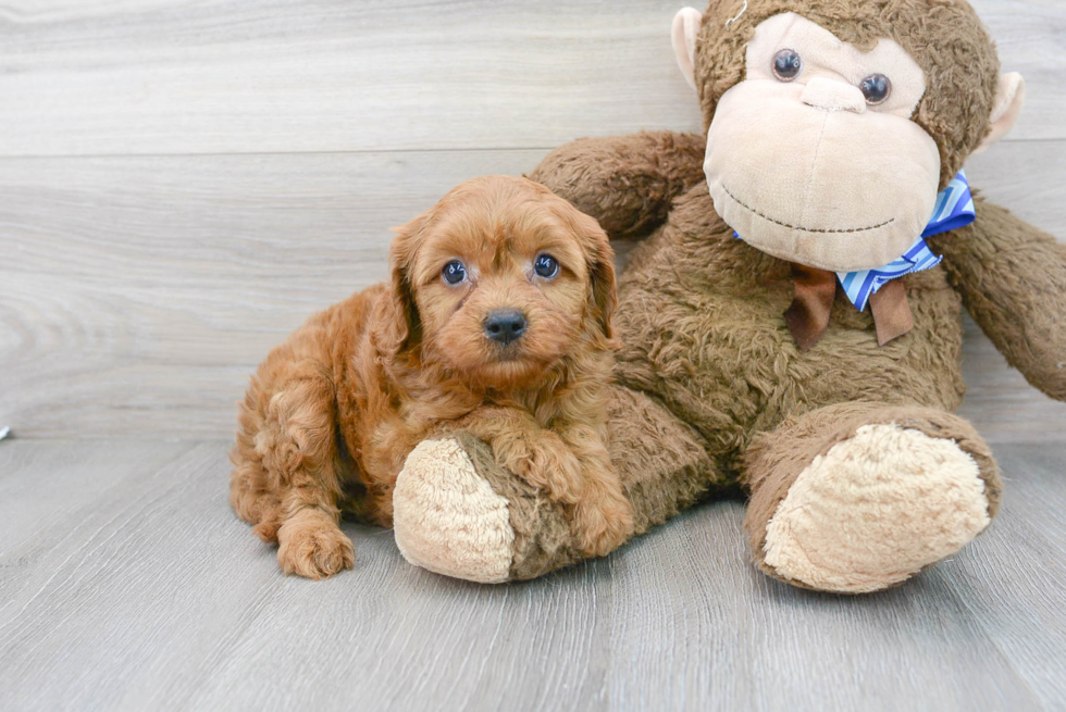 Cavapoo Puppy for Adoption