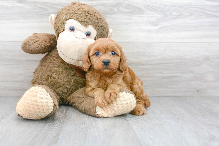 Adorable Cavoodle Poodle Mix Puppy