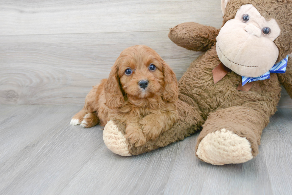 Cavapoo Pup Being Cute