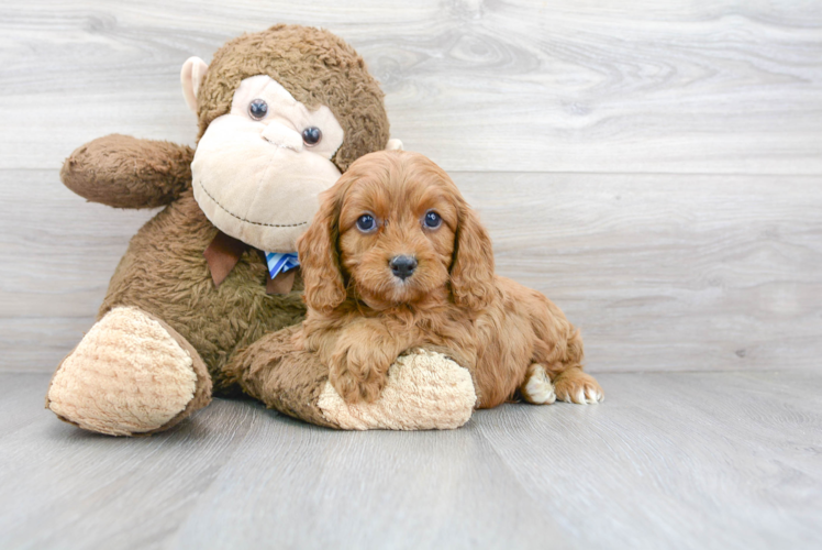 Cavapoo Pup Being Cute