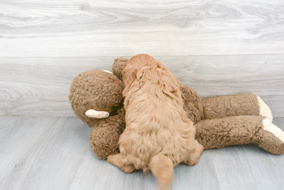 Smart Cavapoo Poodle Mix Pup