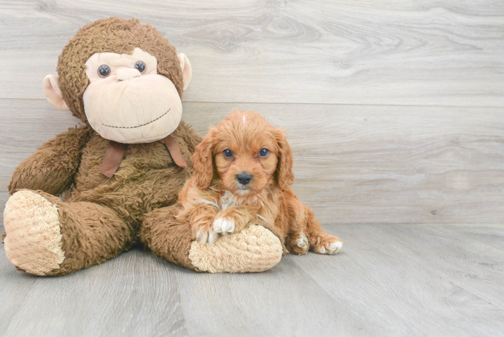 Funny Cavapoo Poodle Mix Pup