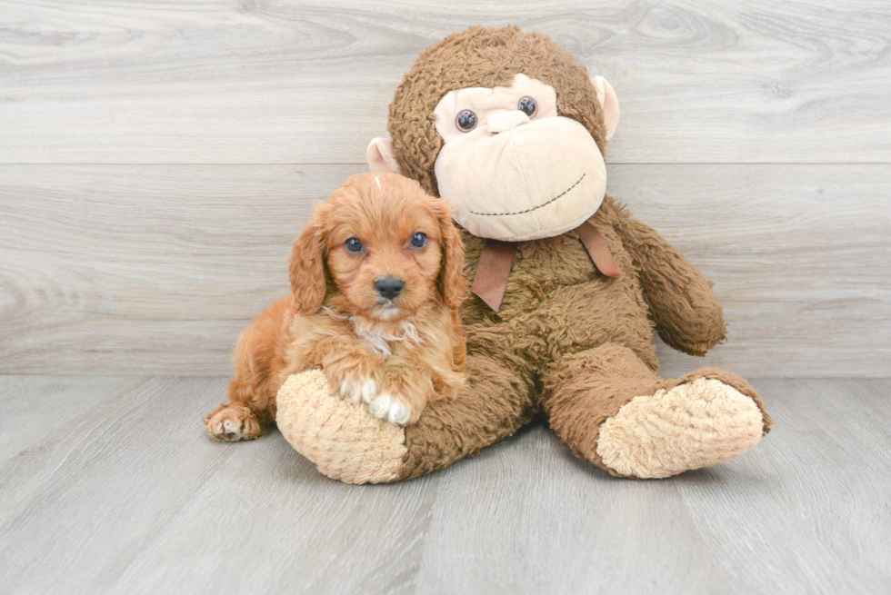 Cavapoo Pup Being Cute