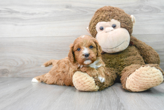 Cute Cavapoo Baby