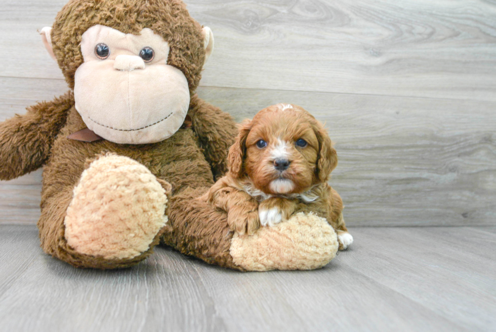 Cavapoo Puppy for Adoption