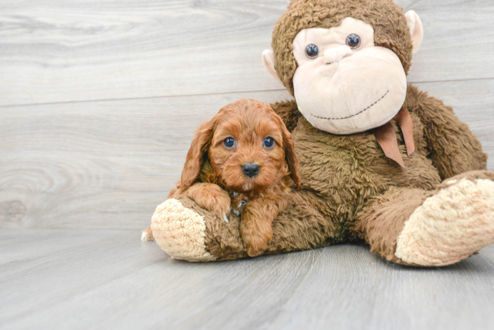 Fluffy Cavapoo Poodle Mix Pup