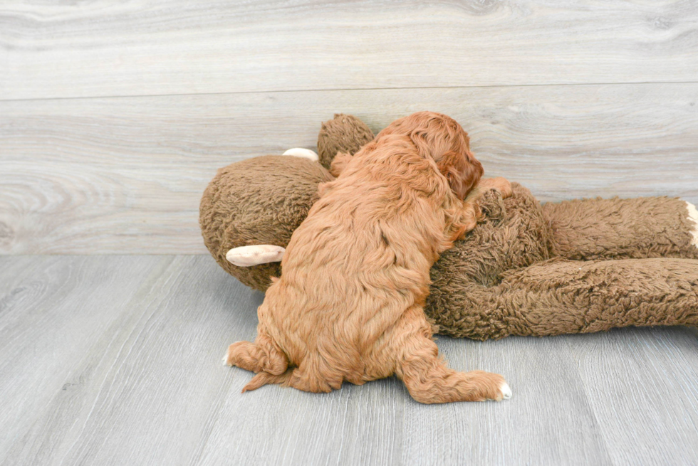 Best Cavapoo Baby