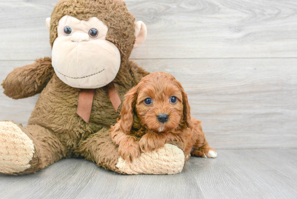 Cavapoo Puppy for Adoption
