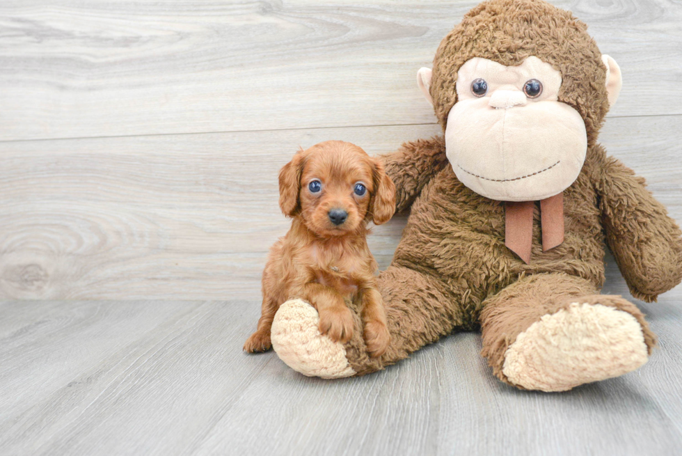 Popular Cavapoo Poodle Mix Pup