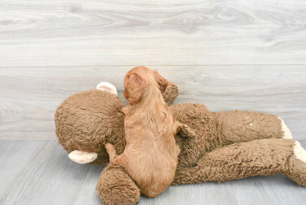 Smart Cavapoo Poodle Mix Pup