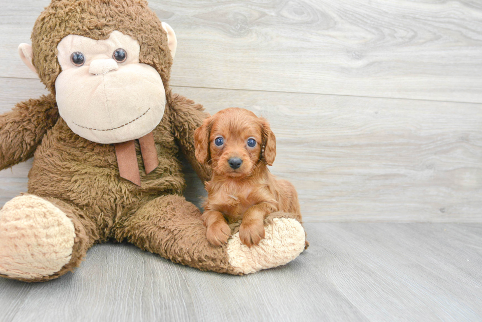 Cavapoo Pup Being Cute