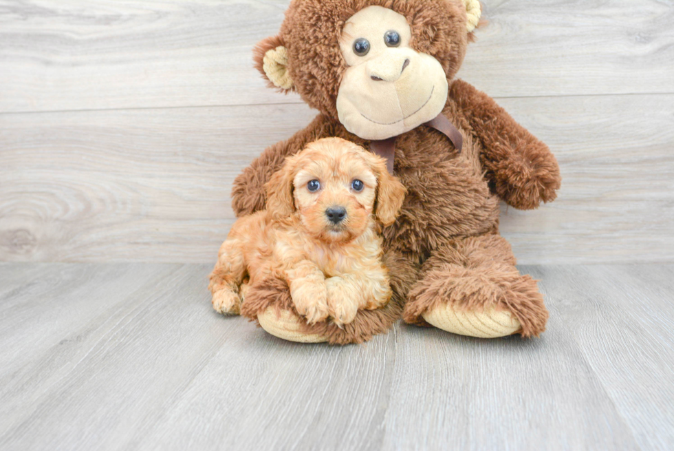 Funny Cavapoo Poodle Mix Pup