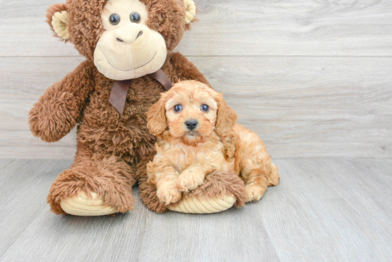 Friendly Cavapoo Baby