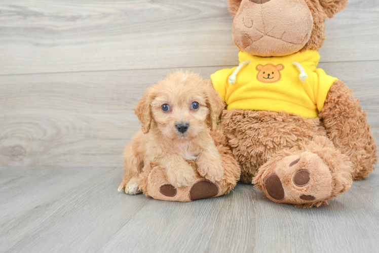 Fluffy Cavapoo Poodle Mix Pup