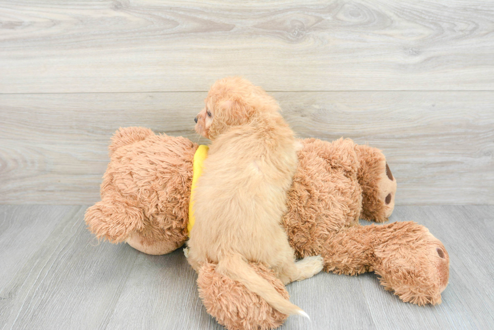 Popular Cavapoo Poodle Mix Pup