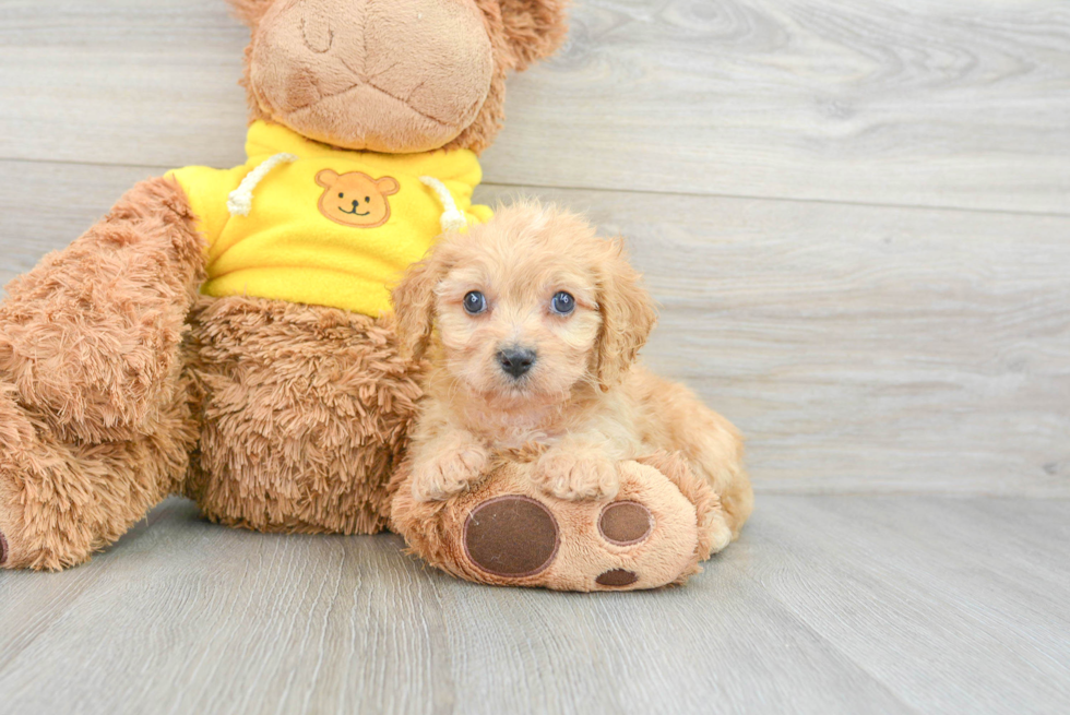 Little Cavoodle Poodle Mix Puppy