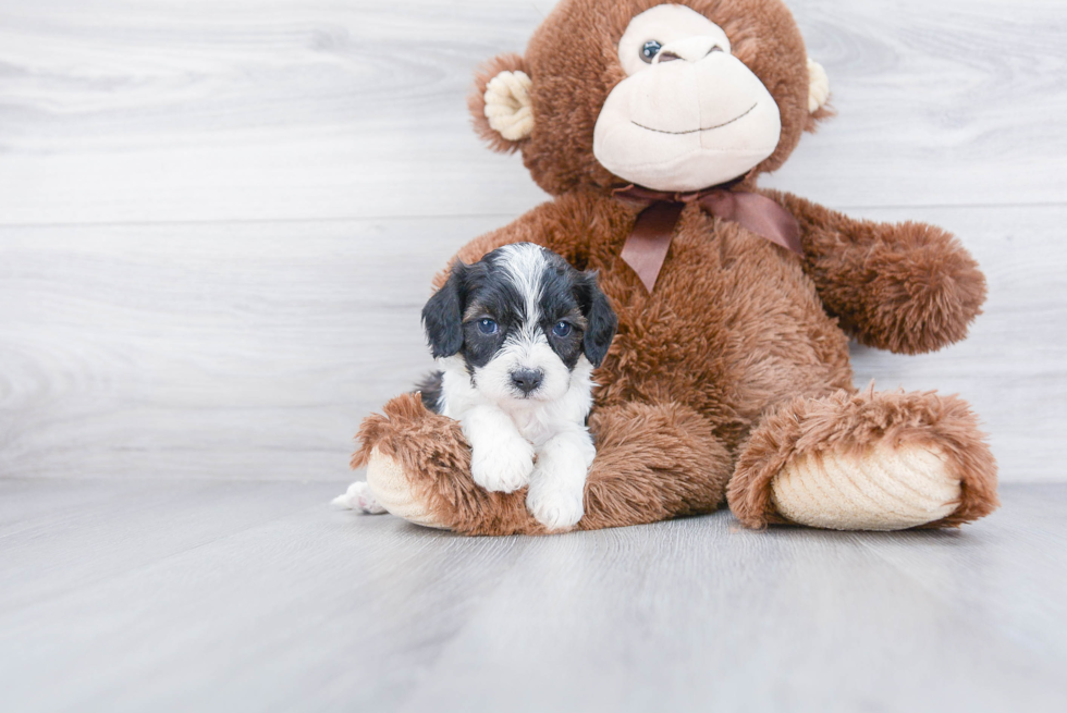 Cavapoo Pup Being Cute