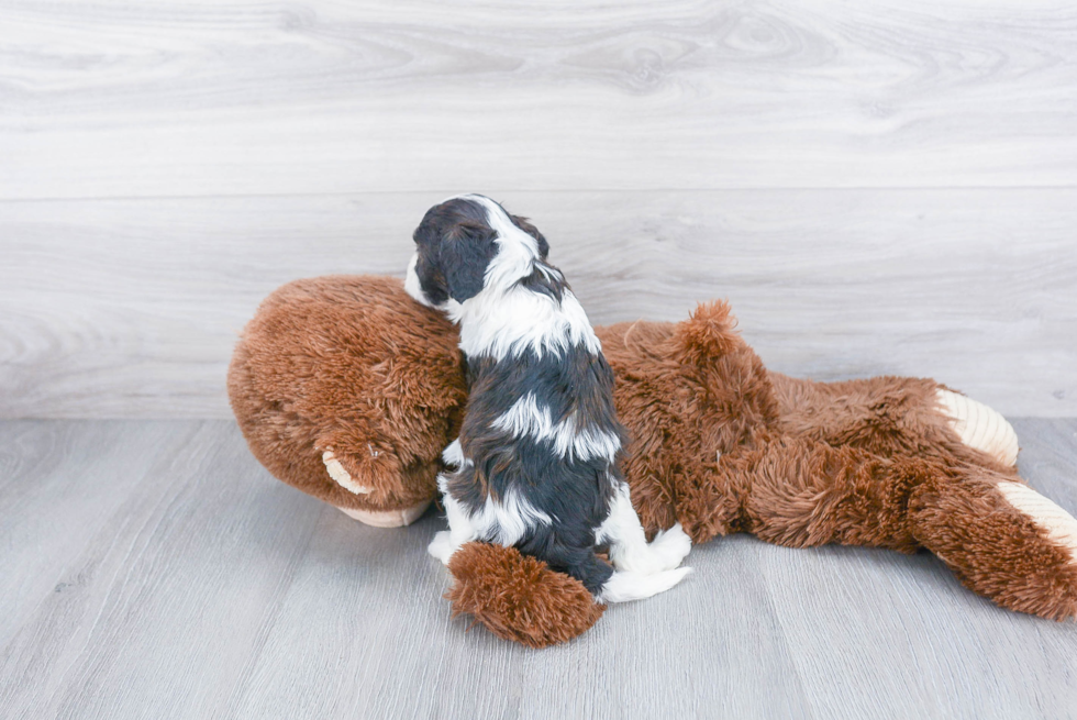 Playful Cavoodle Poodle Mix Puppy